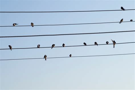 do birds like music do they sing in harmony with it?